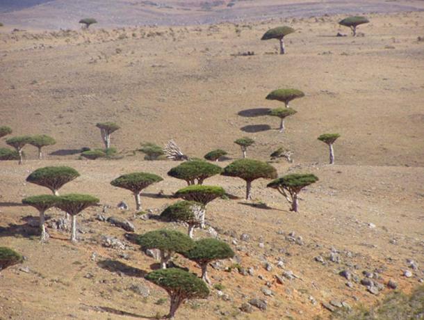 Socotra Dragon Trees (Dracaena cinnabari),