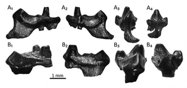 Two fossil teeth of the Purbeck Mesozoic mammals, Durlstotherium (A1-4) and Durlstodon (B1-4) , named after Durlston Bay in Dorset. These Jurassic mammals are ancestors to placental mammals, and are oldest of their kind found in Europe. Photograph: SCS/Sweetman et al. 2017