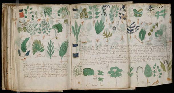 Pages from the Voynich manuscript showing various illustrations of plants