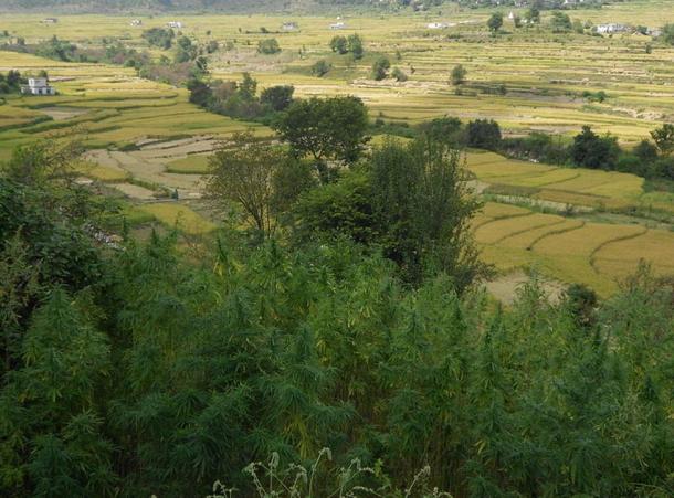 Wild cannabis growing in Uttarakhand, India