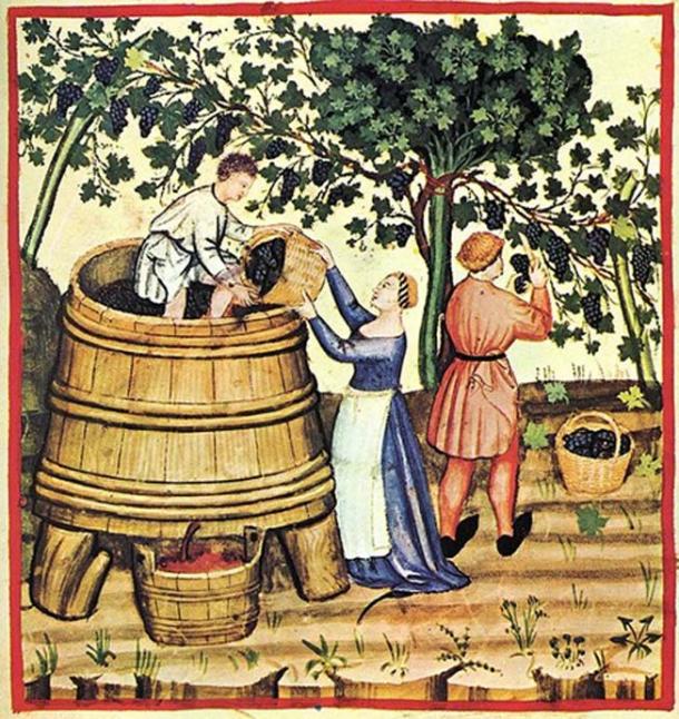 Wine harvesting and production in the 14th century.