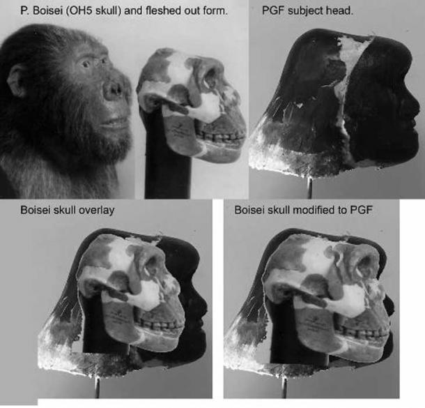 …a hominid with a skull like Paranthropus Boiseiand and a skeletal composition similar to the robust Neanderthals.