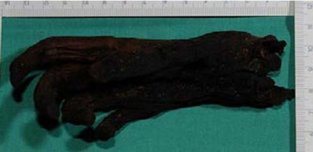 The right hand of the bog body known as Moora.