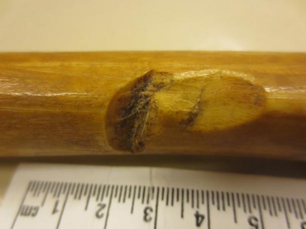 A shin bone with cuts from battle. The saint's legend says that in the king's final battle, the enemy swarmed him, and when he fell to the ground they gave him wound after wound until he lay half dead