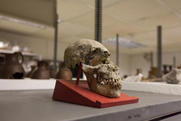 An elongated skull from Father Crespi’s collection.
