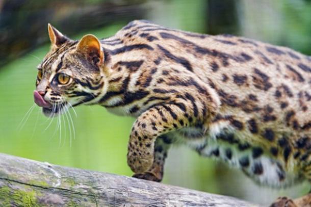 Cheetah Domestic Cats For Sale Cheetah Domestic Cats For Sale