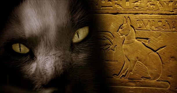 The Cat Came Back: A More Than Magical History – Part II