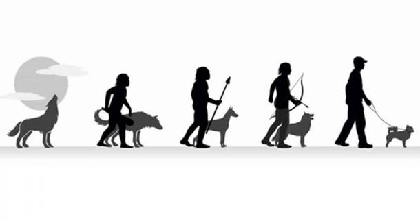 the history and evolution of dogs essay Gray wolfwikimedia, martin mecnarowskidomestic dogs evolved from a group of wolves that came into contact with european. the history and evolution of dogs essay Gray wolfwikimedia, martin mecnarowskidomestic dogs evolved from a group of wolves that came into contact with european.