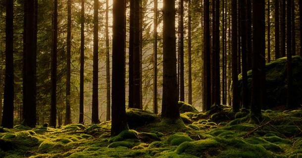The phenomenon of the ancient forest 41 The phenomenon of the ancient forest 8