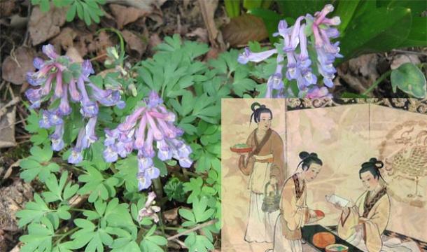 Ancient Chinese Herbal Remedy