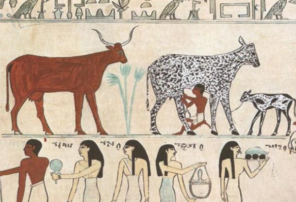 Ancient drawing with Cows and Milk