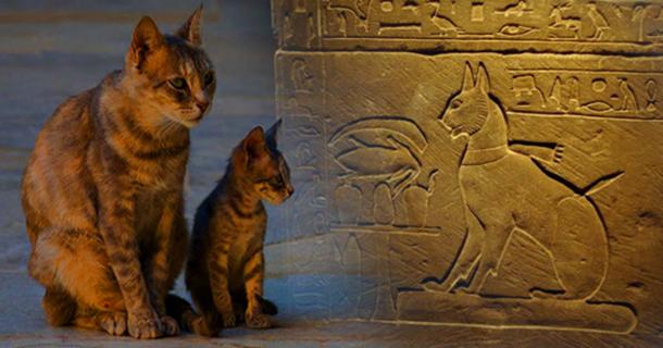 The Cat Came Back A More Than Mythical History Part I Science And The Cat Came Back A More Than Mythical History Part I Science And