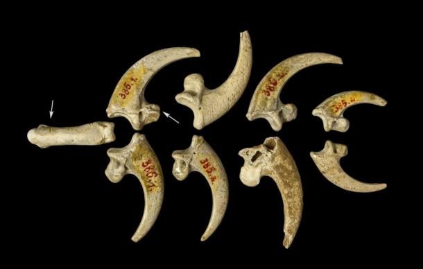 An image of white-tailed eagle talons from the Krapina Neanderthal site in present-day Croatia, dating to approximately 130,000 yars ago, may be part of a jewelry assemblage.