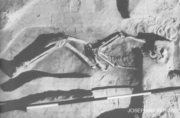 Homo Sapiens Sapiens