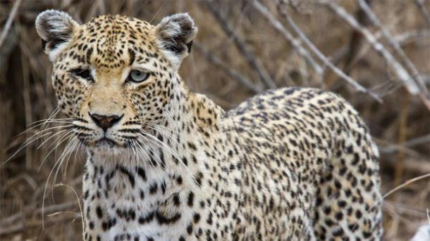 Leopard Trap Discovered in Israel