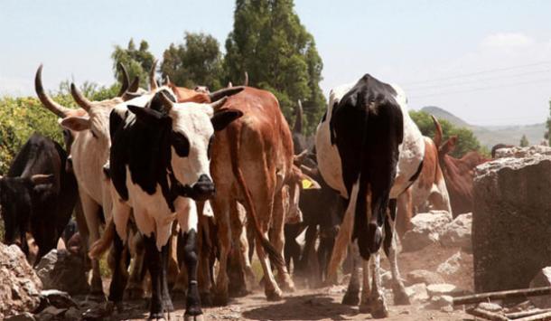 Digesting Milk in Ethiopia