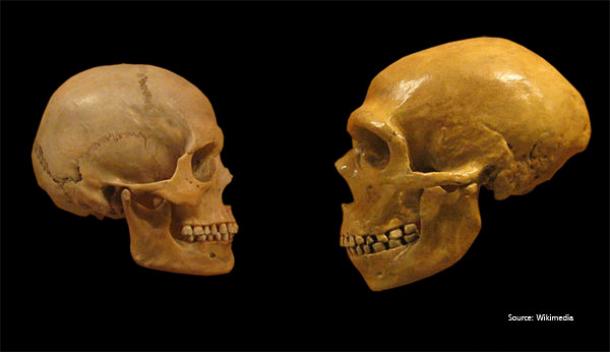evidence genetics ancient neanderthals evidence genetics ancient neanderthals