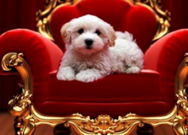 royal puppy we live in royalty rp members royal puppy we live in royalty rp members
