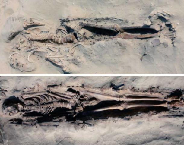 An undisturbed skeleton of a man in the extended, supine posture typical at the cemetery; and the burial of a man with a common pattern of disturbance in which the upper torso has been jumbled by robbers and the skull removed. 