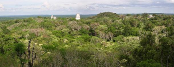 El nuevo estudio examinó el bosque circundante Tikal.