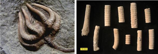  Screwing with the Past Another 300 Million Year Old Out Of Place Artefact? Fossilized-remains-of-crinoids