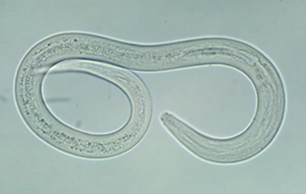 A hookworm
