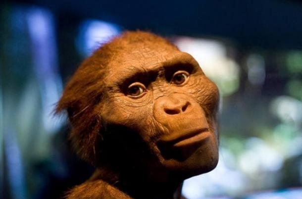 Could Zana have been from a surviving species of pre-human hominids, like 'Lucy', Australopithecus Afarensis?