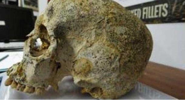 The skull of the Bronze Age woman found in the Achavanich Beaker burial.