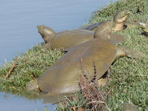 The Euphrates soft-shelled turtle (Rafetus euphraticus) is still alive, but endangered, today. Here are a few basking on the shore of the Tigris River.