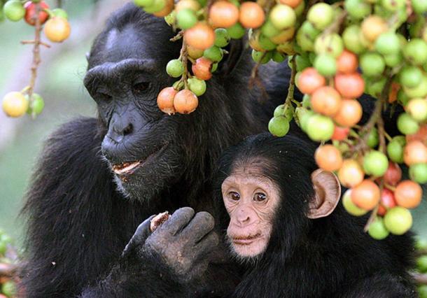 Adult female and infant wild chimpanzees feeding on Ficus sur fruits in Kibale National Park, Uganda.