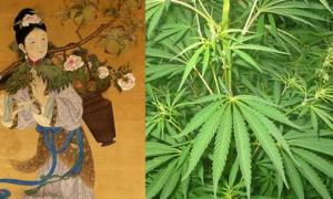 Trava Cannabis-in-Ancient-Korea