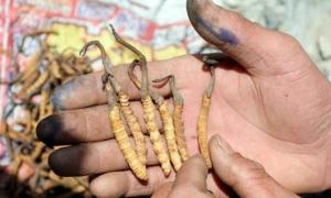 Chinese viagra alternative