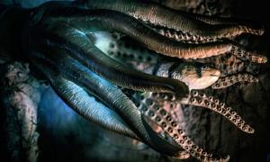 An octopus and fish. Scandinavian mythology claimed the Kraken was a sea monster that looked like an octopus or a squid – but was much bigger.