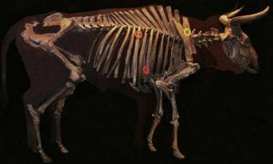 Enormous auroch skeleton at Ness of Brodgar Neolithic site