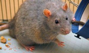 Easter Island's main diet: Rats