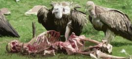 Sky Burial: Tibet’s Ancient Tradition for Honoring the Dead