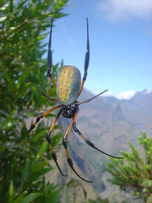 A red-legged golden orb-web spider (Nephila inaurata). Taken near Dos d'Âne, Réunion Island, on the crest from the Roche vert bouteille.