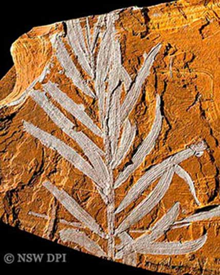 Agathis Jurassica, fósil vegetal de Talbragar. Relacionado con el moderno pino Wollemi. 