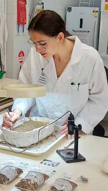 Archaeological scientist Kelsey Hamilton at work, Flinders University, Adelaide. (Mike Morley/The Conversation)