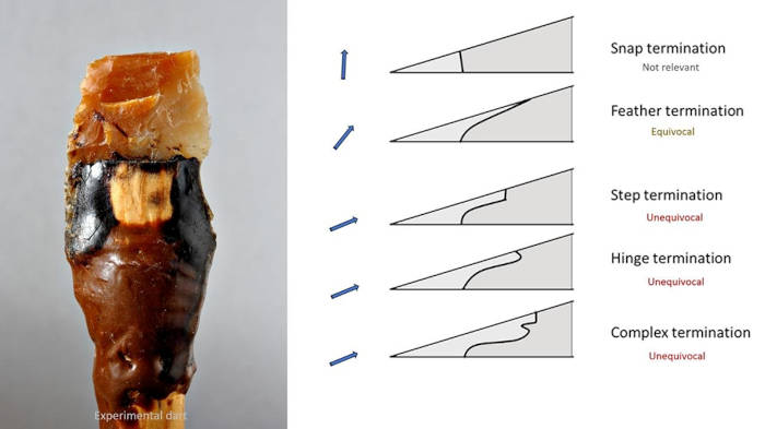 Left: experimental Solutrean leaf point used as dart head, broken at impact. Right; profile of the different types of point breaks.