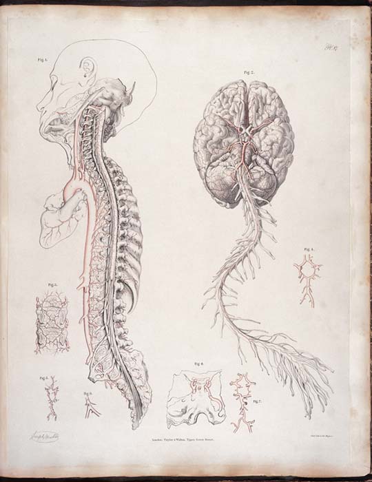 Arteries at base of brain and spine.