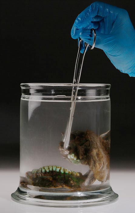 The Woman in Blue’s jaw.