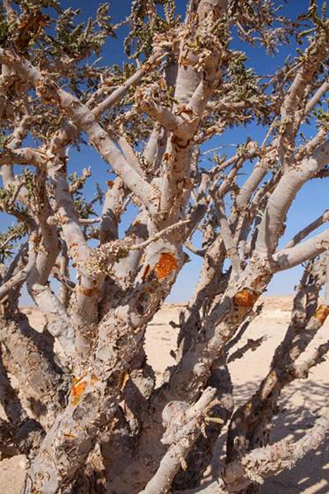 Corte de resina de goma Boswellia para la recolección de incienso en Wadi Dawkah Frankincense Nature Resort, Dhofar Mountain, Omán. (jbphotographylt/Adobe Stock)