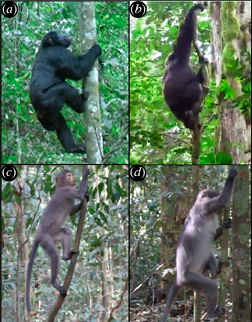 Figure 1. Bouts of vertical climbing in chimpanzees (a, b) and sooty mangabeys (c, d). Maximum angles of shoulder flexion and elbow extension were greater during downclimbs (b, d) compared to upclimbs (a, c), and the magnitudes of these differences were greatest among chimpanzees. Panels (a) and (b) taken by J.M.D and panels (c) and (d) taken by L.D.F. (Luke Fannin, Dartmouth College/Royal Society Open Science)