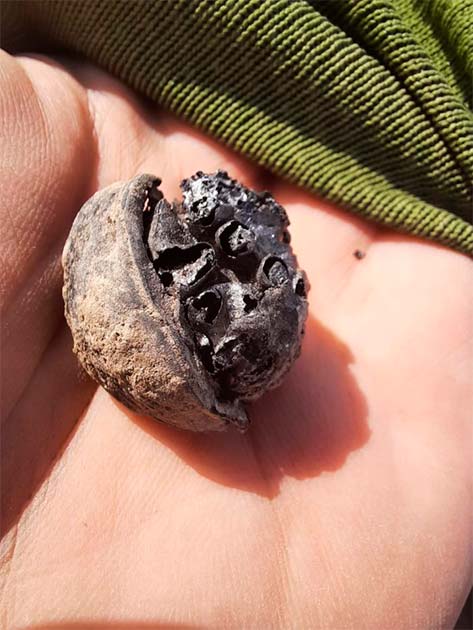 Burnt walnut seed from the crematory grave: (B. S. Szmoniewski/Science in Poland)