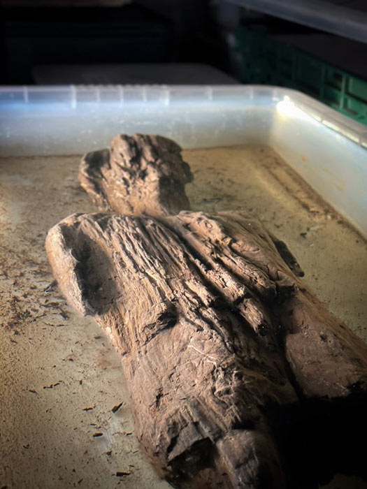 La estatua de madera de la época romana Buckinghamshire HS2 limpiada. (HS2)