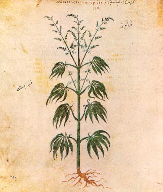 Cannabis sativa from the Vienna Dioscurides, 512 AD. The Vienna Dioscurides is an early 6th-century Byzantine Greek illuminated manuscript of an even earlier 1st century AD work, De materia medica by Pedanius Dioscorides. Both ancient Greece and Rome used marijuana for multiple ailments. (Public Domain)