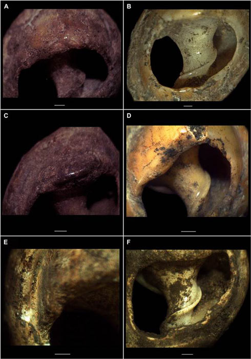 Imágenes de cerca de algunas de las cuentas de joyería de concha de caracol de mar encontradas en la cueva marroquí, que fueron fechadas en el reciente estudio de investigación de hace más de 140.000 años. (ScienceAdvances)