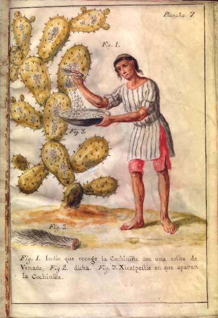 Cochineal bugs are still collected and used today for dyes and cosmetics. "Indian Collecting Cochineal with a Deer Tail", 1777 drawing (Public Domain)