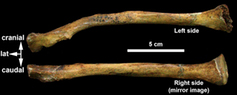 Comparison between the left clavicle (up), which is pathological with the mirror image of the right clavicle (bottom). Asier Gómez-Olivencia. (Author provided)